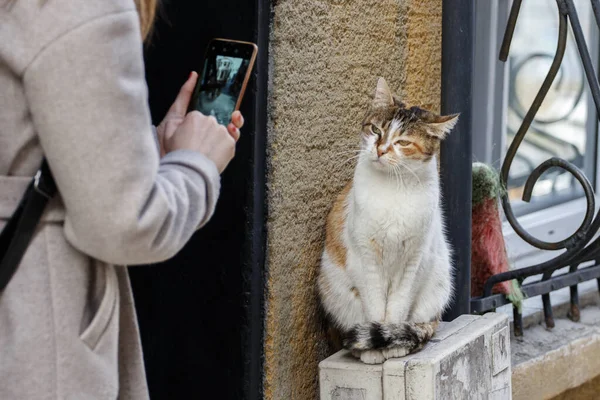 Turist kadın akıllı telefonlu bir sokak kedisinin fotoğrafını çekiyor. İstanbul, Türkiye.