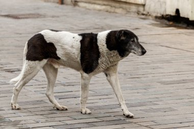 Sokakta yürüyen yaşlı bir sokak köpeği. İstanbul, Türkiye.