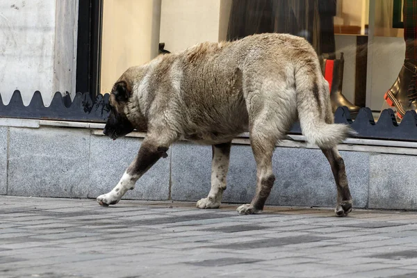 Ein Alter Lahmer Streunender Hund Läuft Über Den Bürgersteig Istanbul — Stockfoto