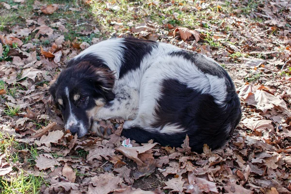 Porträt Eines Traurigen Streunenden Hundes Ein Streunender Hund Liegt Park — Stockfoto