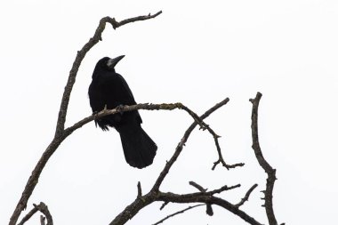 Black crow sits on dry branches on gray sky background. clipart