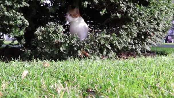 一只年轻的流浪猫在一棵小树的树枝之间玩耍 土耳其伊斯坦布尔 — 图库视频影像