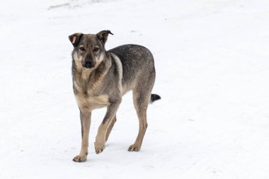 Kışın karlı topraklarda başıboş başıboş bir köpek..