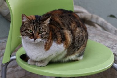 Yeşil bir sandalyede oturan yeşil gözlü bir kedinin portresi. İstanbul, Türkiye.
