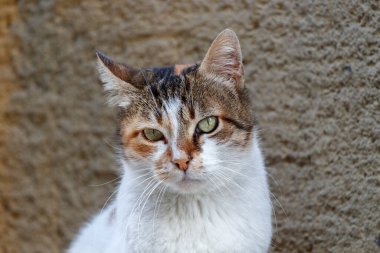 Hüzünlü bir sokak kedisinin portresi. Yakın plan. İstanbul, Türkiye.