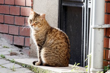 Güneşin altında güneşlenen üzgün bir sokak kedisinin portresi. İstanbul, Türkiye.