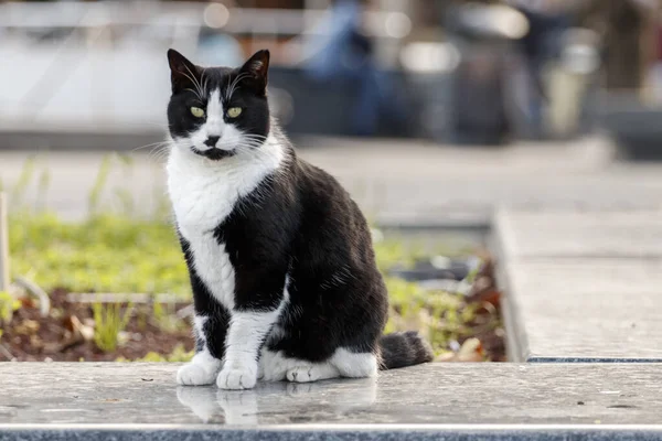 Portret Pięknego Bezpańskiego Kota Bezdomny Czarny Biały Kot Stambuł Turcja — Zdjęcie stockowe