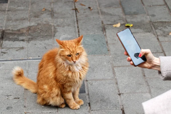 Bir Turist Güzel Bir Sokak Kedisini Fotoğraflıyor Stanbul Türkiye — Stok fotoğraf