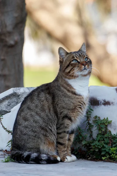 Портрет Чудового Бездомного Кота Міському Парку Зблизька Стамбул Туреччина — стокове фото
