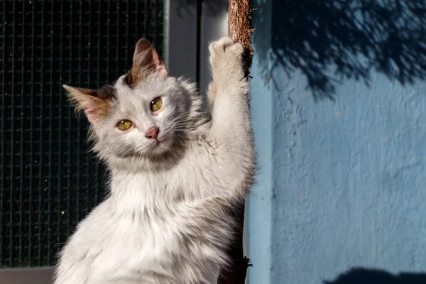 Zbłąkany Kot Ostrzy Pazury Dekoracyjnego Drzewa Stambuł Turcja — Zdjęcie stockowe