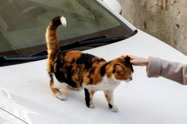 Una Mujer Acaricia Gato Callejero Sentado Capó Coche Estambul Turquía — Foto de Stock