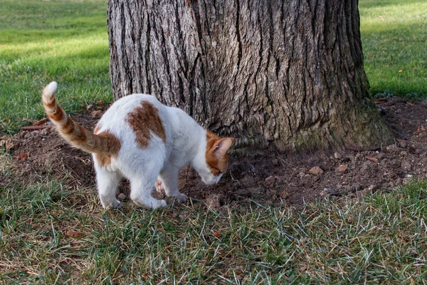 Stray Cat Living Wild Digs Hole Bury Its Evidence Istanbul — Stock Photo, Image