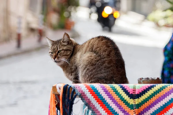 一只流浪猫睡在餐馆的街上桌子上 土耳其伊斯坦布尔 — 图库照片