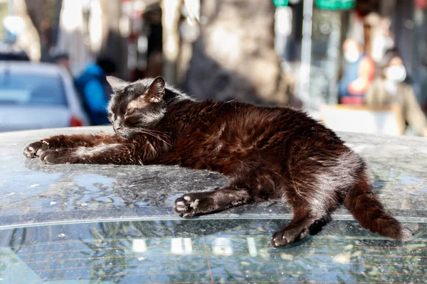 Brudny Czarny Bezpański Kot Śpiący Dachu Samochodu Stambuł Turcja — Zdjęcie stockowe
