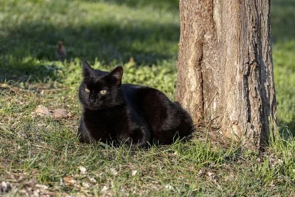 Czarny Kot Siedzący Parku Koło Drzewa Stambuł Turcja — Zdjęcie stockowe