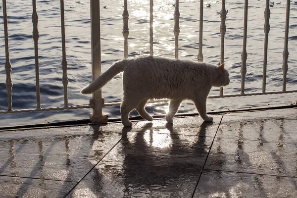 Schmutzige Streunende Katze Spaziert Der Uferpromenade Des Bosporus Entlang Kontrast — Stockfoto