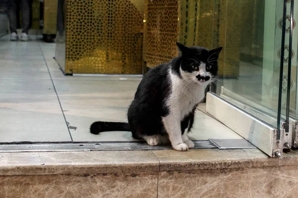 Retrato Triste Gato Hambriento Puerta Restaurante Estambul Turquía — Foto de Stock
