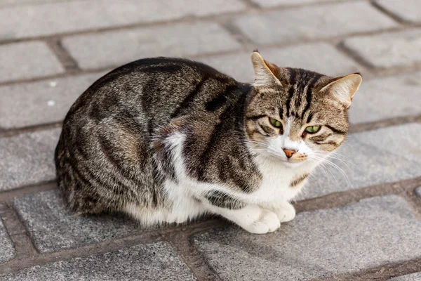 Retrato Cerca Gato Gris Extraviado Sentado Acera Estambul Turquía — Foto de Stock