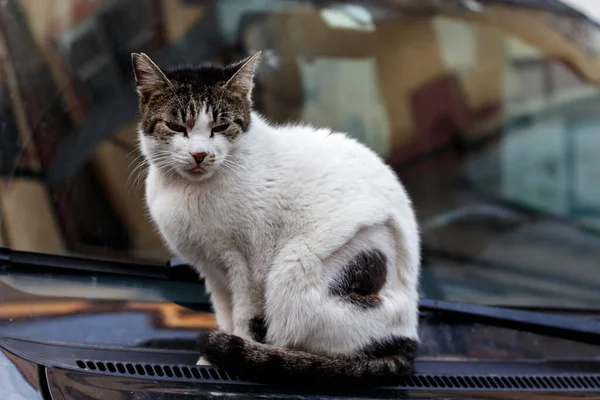 Кіт Гріється Теплому Капоті Автомобіля Портрет Бездомного Кота Сидить Машині — стокове фото