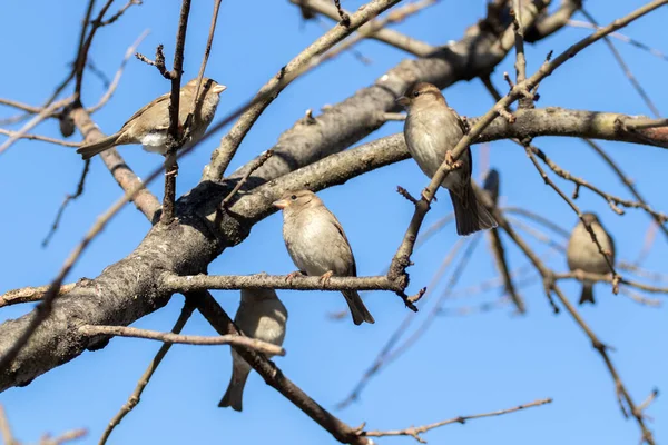 Mnoho Vrabců Sedí Stromě Pozadí Modré Oblohy — Stock fotografie