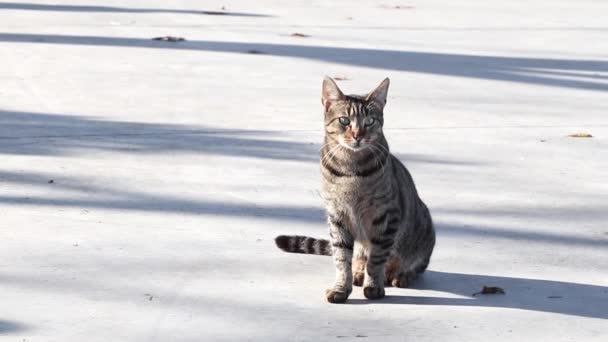 Kóbor Macska Portréja Tabby Hajléktalan Macska Járdán Isztambul Törökország — Stock videók