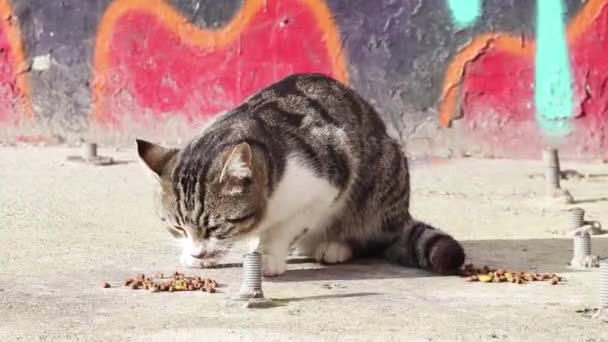 Gato Vadio Come Comida Gato Peletizada Passeio Close Istambul Turquia — Vídeo de Stock