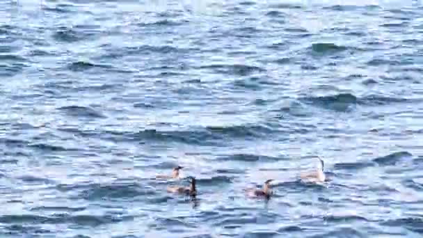 大角羚 Phalacrocorax Carbo 在海里游泳 水波上的黑纱 — 图库视频影像