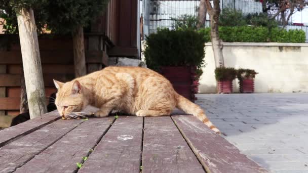 野良猫は市のベンチでペレット猫の食べ物を食べる トルコのイスタンブール — ストック動画