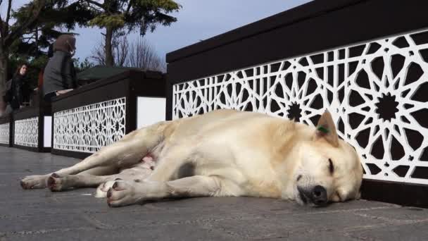 Istanbul Turkey Januari 2021 Stor Herrelös Hund Ligger Nära Stadsbänk — Stockvideo