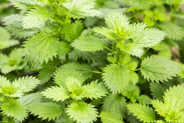 Isırgan otlarından oluşan genç bitkiler. Yeşil ısırgan otu yaprakları.