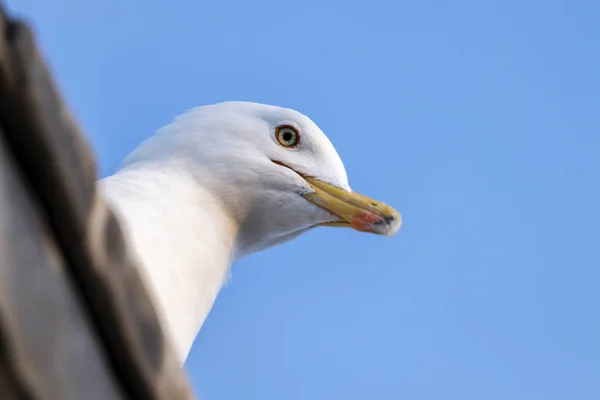 Close Foto Van Een Meeuw Gluurend Van Een Dak — Stockfoto