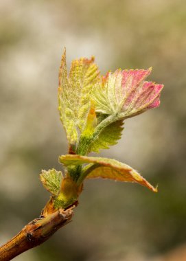 Baharda üzüm asmasında taze yapraklar. Seçici odaklanma, bulanık arkaplan. Yakın plan..
