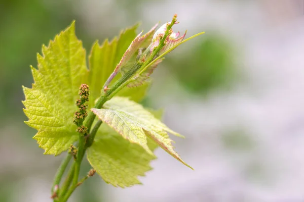 Las Hojas Jóvenes Los Capullos Flores Una Vid Uva Primavera — Foto de Stock