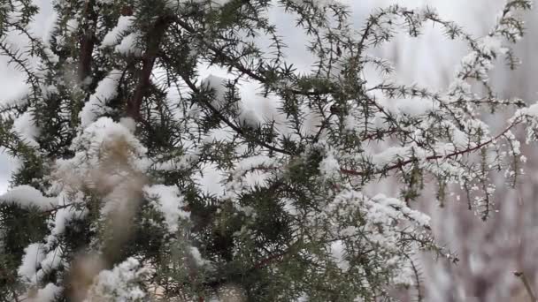 雪地公园里的冬天降雪 白雪覆盖的常青树的枝条 — 图库视频影像