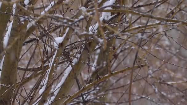 スノーパークでの冬の降雪 雪のある木の枝 クローズアップ — ストック動画