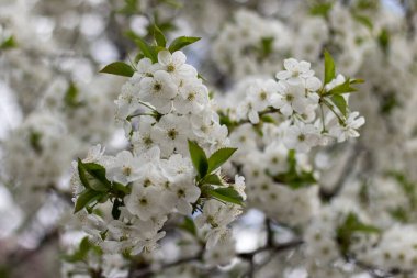 Beyaz taçyapraklı kiraz çiçeği. Seçici odak, bulanık arkaplan.