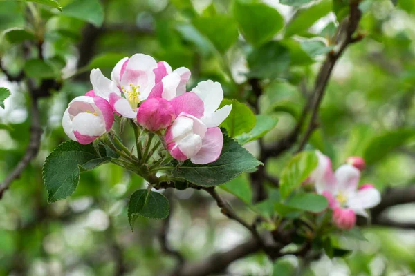 春天开着小花的苹果树枝条 春天的苹果开满了白色和粉红色的花瓣 有选择的重点 模糊的背景 — 图库照片