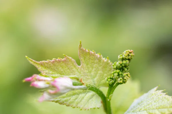 葡萄藤上的嫩叶和花蕾 有选择的重点 模糊的背景 — 图库照片