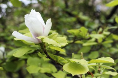 Manolya ağacının dalları tamamen çiçek açmış..