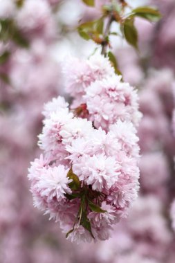 Açık pembe kiraz çiçekleri (sakura)).