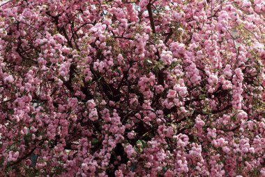 Pembe sakura çiçekleri. Çiçek açmış kiraz ağacı.