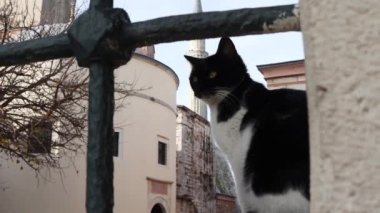 Sokak kedisi Ayasofya Camii 'nin yanındaki duvarda oturuyor..