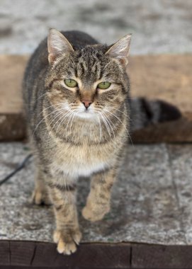 Sokak kedisinin portresi. Evsiz kedi parktaki ahşap bankta.