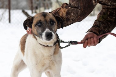 Sığınma evindeki yaşlı köpek portresi. Bekçi kataraktla kör bir köpeği gezdirir..