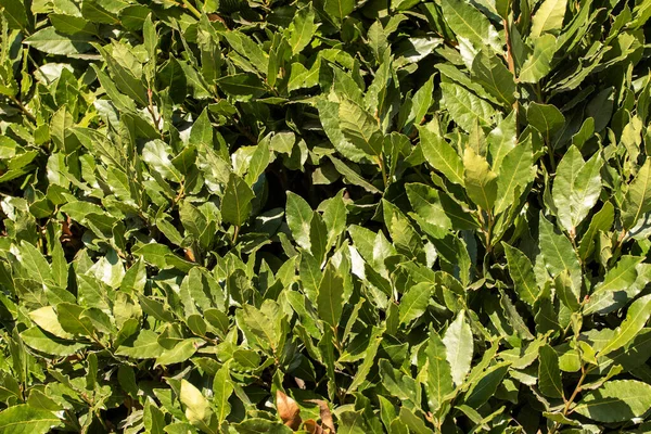 Fresh green bay leaves close up.