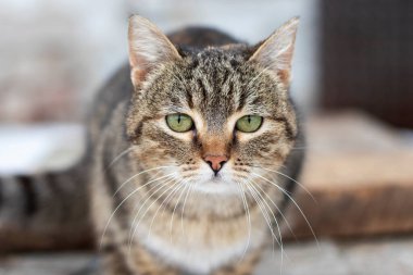 Parktaki ahşap bankta başıboş bir kedi. Evsiz bir kedinin portresi.