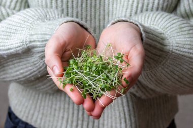 Kadının elleri mikroyeşillikleri tutuyor. Vegan ve sağlıklı beslenme konsepti.