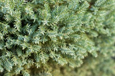 Evergreen süs çiti. Doğal yeşil arkaplan.