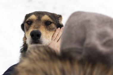 Kadın kırma bir köpeği okşuyor..