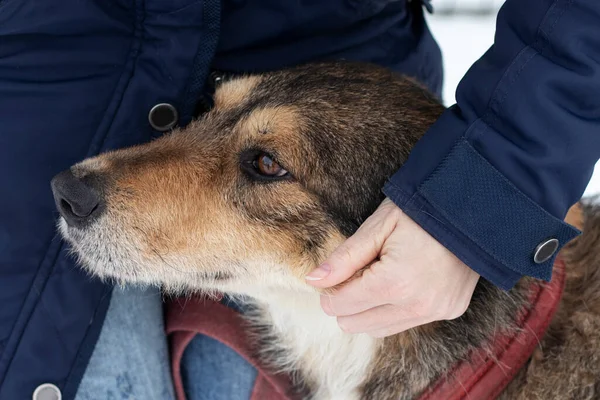 Portrait of senior dog. Owner strokes a mongrel dog.